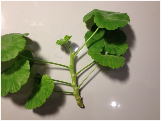 Łodyga pelargonii