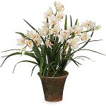 Orchidea Cymbidium: Opieka i zawartość Orchidea Cymbidium: Opieka i zawartość