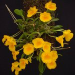 Orchidea Dendrobium Orchidea Dendrobium