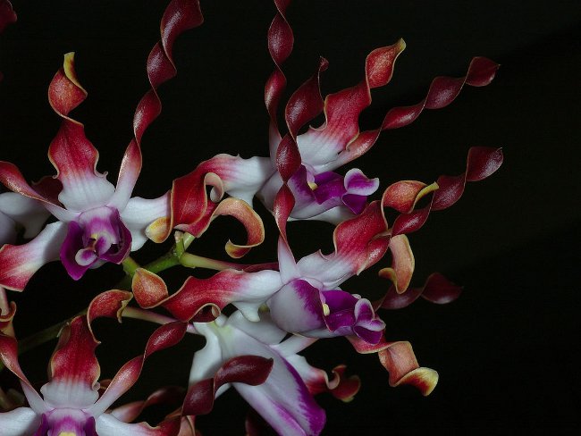 Orchidea Dendrobium