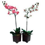 Orchidea nie kwitnie: co robić?
