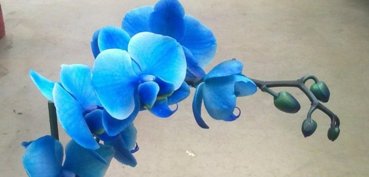 piękna orchidea