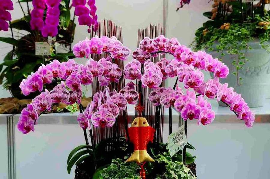 kwiat orchidei