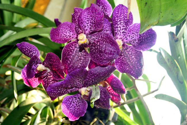 Orchidea Vanda