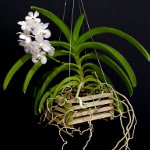 Orchidea Vanda Orchidea Vanda
