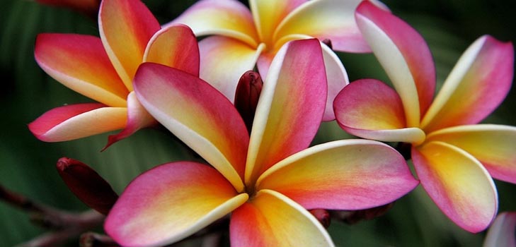 Plumeria: fotografia i opieka w domu
