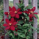 Sadzenie clematis Sadzenie clematis