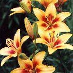 Sadzenie lilii