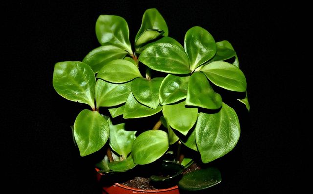 Dbaj o pyperium