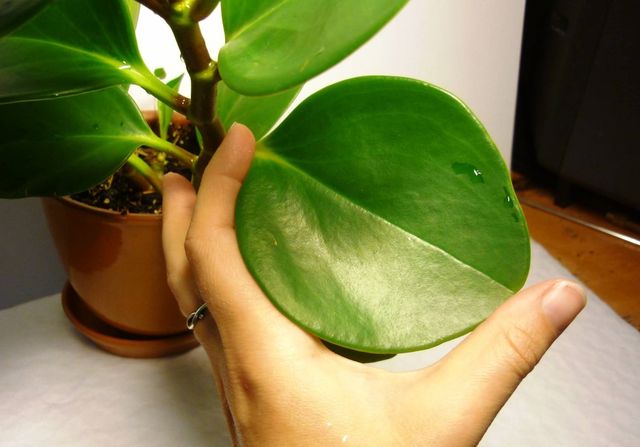 Dbaj o pyperium