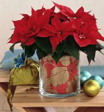 Poinsettia: The Christmas Star