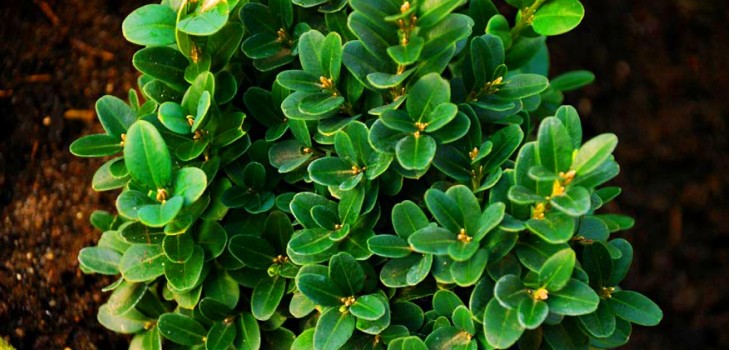 Boxwood - wiecznie zielona dekoracja do ogrodu i parapetu