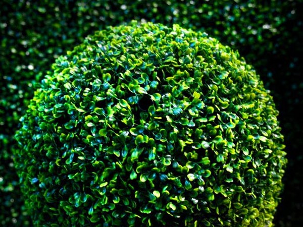 Boxwood - wiecznie zielona dekoracja do ogrodu i parapetu