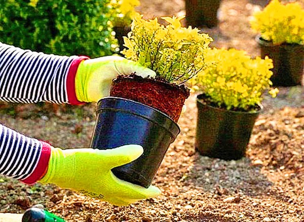 Boxwood - wiecznie zielona dekoracja do ogrodu i parapetu