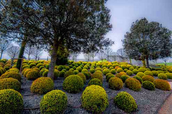 Boxwood - wiecznie zielona dekoracja do ogrodu i parapetu