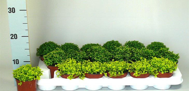 Selaginella: opieka