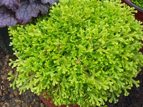 Selaginella: gatunek
