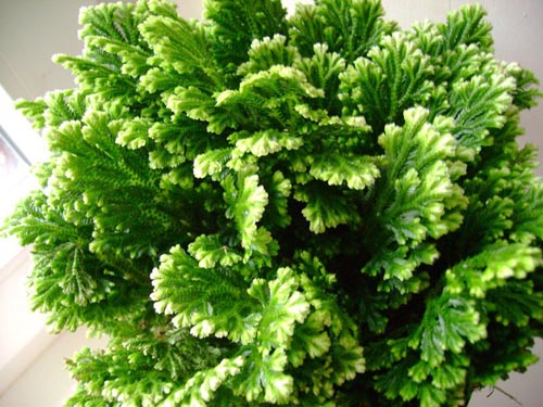 Selaginella: opieka