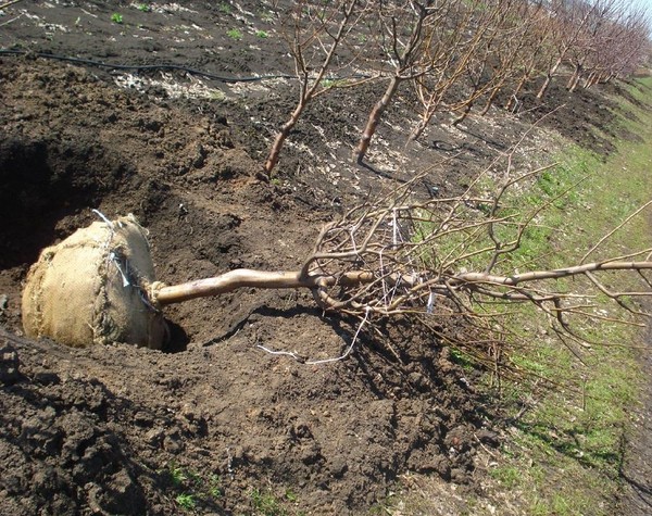 Likbez na odmianach brzoskwiń. Dla środkowej strefy Rosji, regionu moskiewskiego, Krymu, Kuban