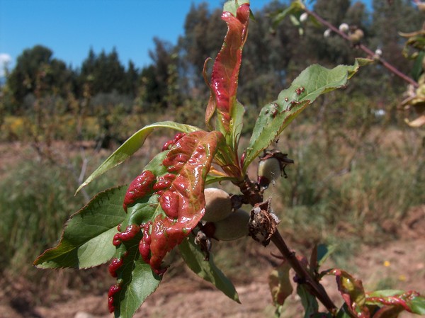 Likbez na odmianach brzoskwiń. Dla środkowej strefy Rosji, regionu moskiewskiego, Krymu, Kuban