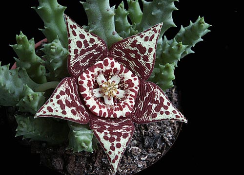 Stapelia: fotografia i opieka w domu