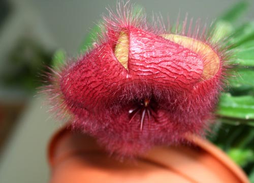 Stapelia: odpowiednia opieka w domu, piękne zdjęcia kwiatów