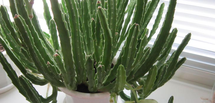 Stapelia: odpowiednia opieka w domu, piękne zdjęcia kwiatów