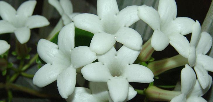 Stephanotis: opieka i fotografia