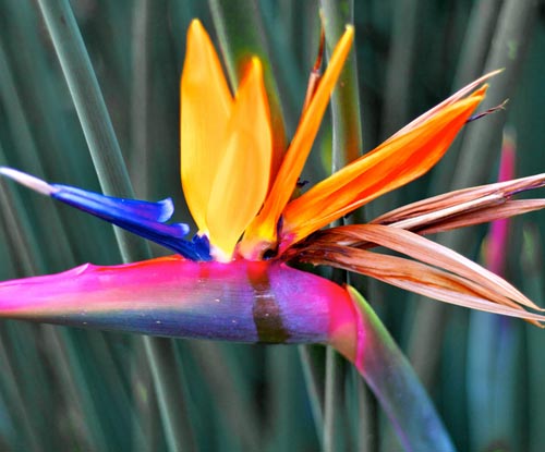 Strelitzia: fotografia i opieka w domu