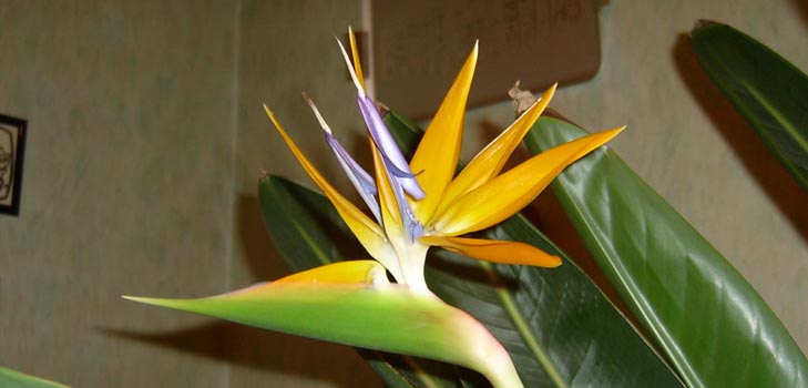 Strelitzia royal: fotografia i właściwa opieka w domu