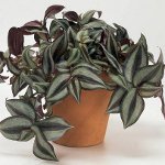 Tradescantia: opis i pielęgnacja