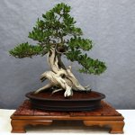 Dbaj o bonsai