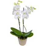 Orchidea
