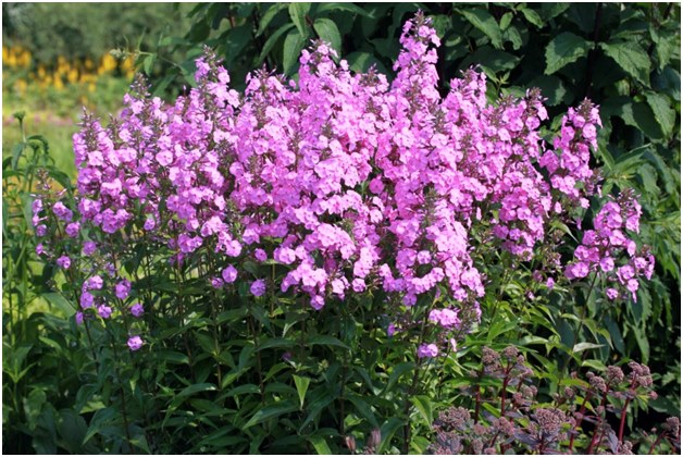 Phlox Busha