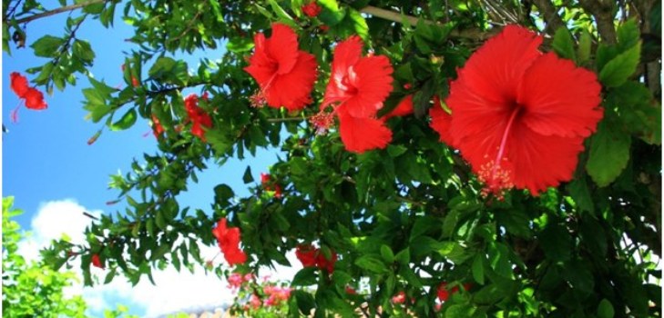 Kwiaty hibiskusa