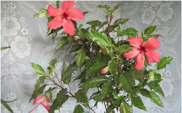 hibiskus w domu
