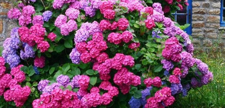 kwiaty hortensje