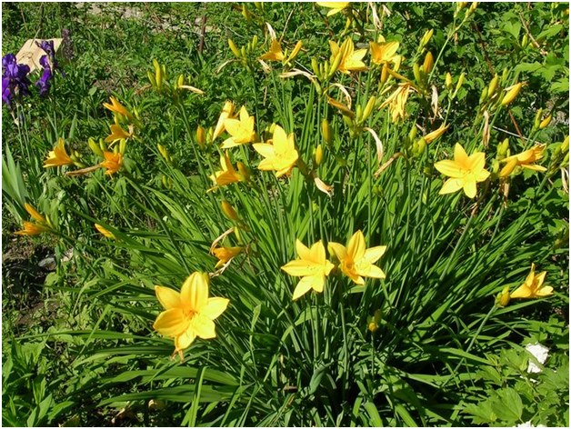 hodowla daylily
