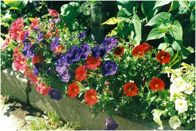 piękna petunia