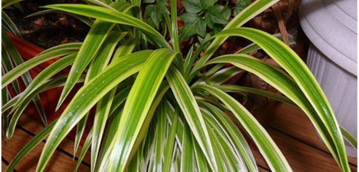 roślina chlorophytum