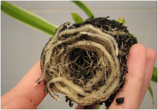 korzenie chlorophytum
