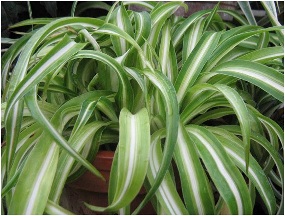 Uprawa i pielęgnacja chlorophytum