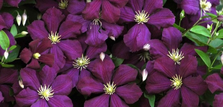 Clematis kwiaty