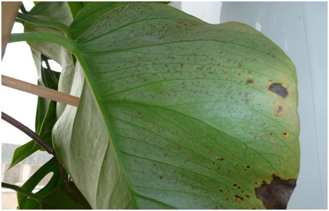 chora monstera