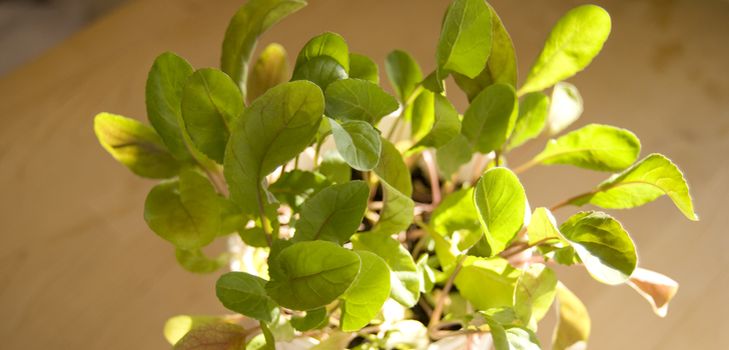Uprawa arugula w warunkach domowych
