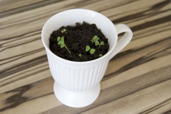 Uprawa arugula w warunkach domowych
