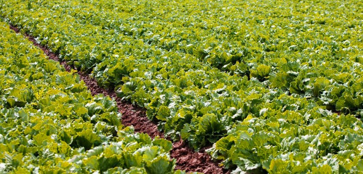 Uprawa sałaty w teorii i praktyce, przydatne porady i zalecenia