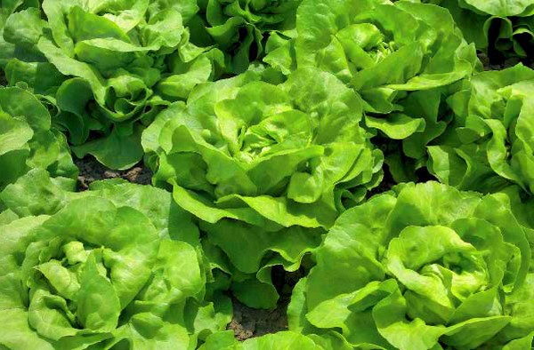 Uprawa sałaty w teorii i praktyce, przydatne porady i zalecenia