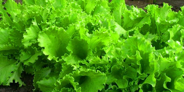 Uprawa sałaty w teorii i praktyce, przydatne porady i zalecenia
