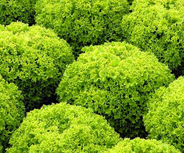 Uprawa sałaty w teorii i praktyce, przydatne porady i zalecenia
